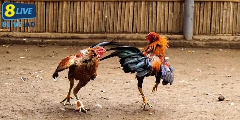 Bạn có thể dễ dàng tìm kiếm và tham gia vào những trận đấu Bạn có thể dễ dàng tìm kiếm và tham gia vào những trận đấu