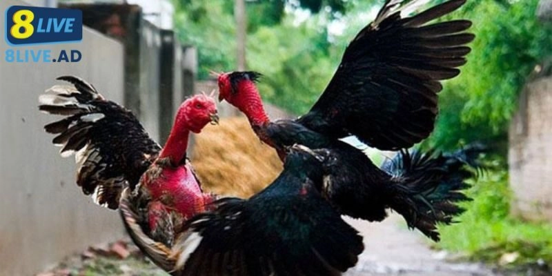 Đá gà 8Live tổ chức những trận đấu kịch tính Đá gà 8Live tổ chức những trận đấu kịch tính